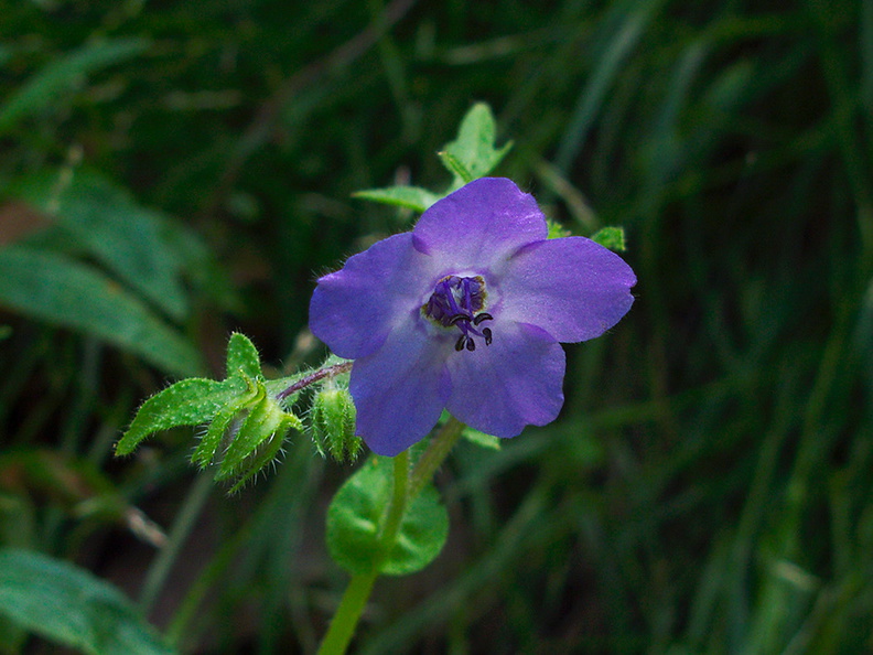 Pholistoma-auritum-blue-fiestaflower-Satwiwa-waterfall-trail-2011-04-12-IMG 7626