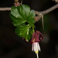 Ribes-amarum-bitter-gooseberry-Satwiwa-Waterfall-Trail-2011-12-26-IMG 3726