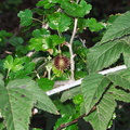 Ribes-californicum-hillside-gooseberry-Satwiwa-waterfall-trail-Santa-Monica-Mts-2011-02-08-IMG_7039.jpg