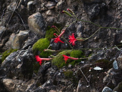 Silene-laciniata-Indian-pink-Satwiwa-Creek-2011-05-18-IMG 7959