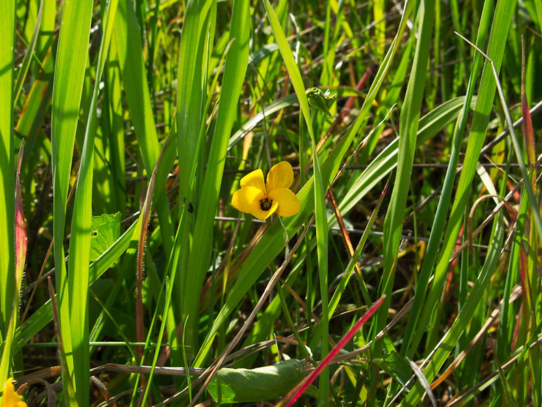 Viola-pedunculata-yellow-violet-Satwiwa-meadow-Santa-Monica-Mts-2011-02-08-IMG_7020.jpg