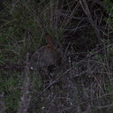 baby-rabbit-Satwiwa-trail-Santa-Monica-Mts-2010-12-23-IMG 6821