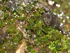 foliose-liverwort-Satwiwa-waterfall-trail-2012-03-04-IMG 4091
