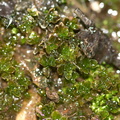 foliose-liverwort-Satwiwa-waterfall-trail-2012-03-04-IMG_4091.jpg