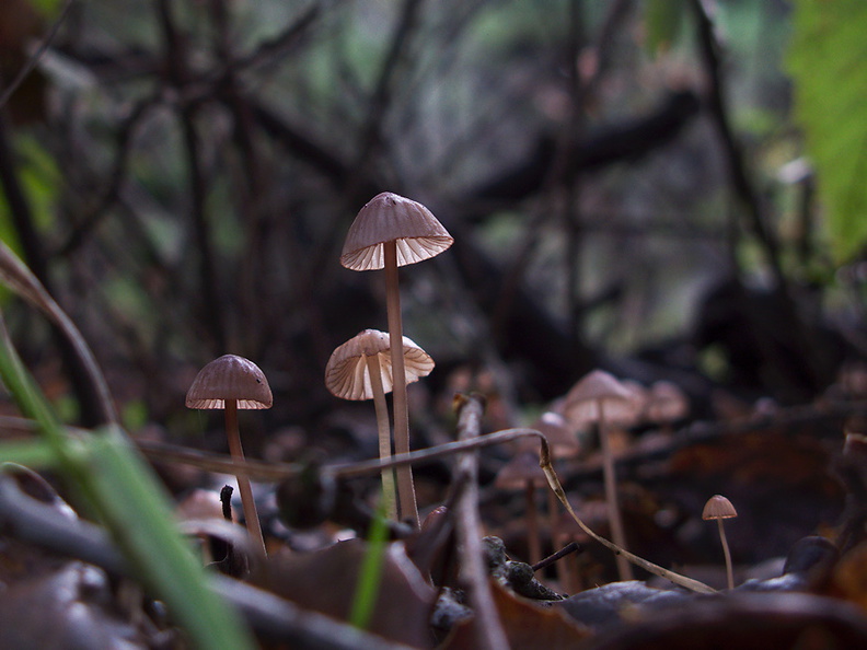 gill-mushroom-inkycap-Satwiwa-trail-Santa-Monica-Mts-2010-12-23-IMG_6804.jpg