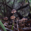 gill-mushroom-inkycap-Satwiwa-trail-Santa-Monica-Mts-2010-12-23-IMG 6804