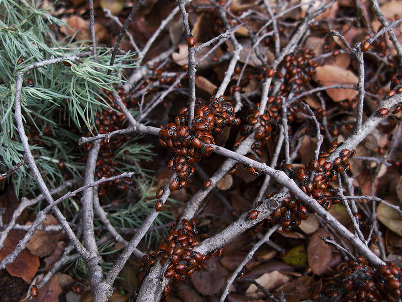 ladybugs-massing-Satwiwa-trail-Santa-Monica-Mts-2010-12-23-IMG 6808