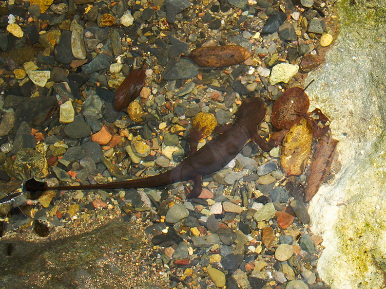 salamander-Ambyostoma-sp-in-stream-Satwiwa-Creek-2011-05-18-IMG_7984.jpg