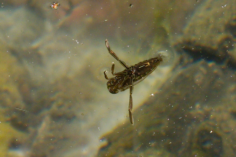 water-boatman-insect-Corixidae-Waterfall-Trail-Satwiwa-2013-04-20-IMG 0545