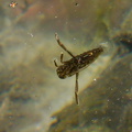 water-boatman-insect-Corixidae-Waterfall-Trail-Satwiwa-2013-04-20-IMG_0545.jpg