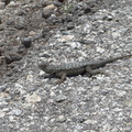 western-fence-lizard-Sceloporus-occidentalis-Satwiwa-Creek-2011-05-18-IMG_7972.jpg