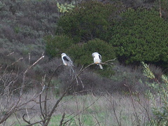 white-tailed-kite-Satwiwa-trail-Santa-Monica-Mts-2010-12-23-IMG 6819