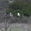 white-tailed-kite-Satwiwa-trail-Santa-Monica-Mts-2010-12-23-IMG 6819