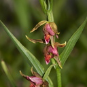Epipactis-gigantea-stream-orchid-Serrano-Canyon-2011-05-15-IMG 2110