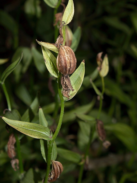 Epipactis-gigantea-stream-orchid-in-streambed-Serrano-Canyon-2011-10-29-IMG_3423.jpg