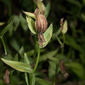 Epipactis-gigantea-stream-orchid-in-streambed-Serrano-Canyon-2011-10-29-IMG 3423