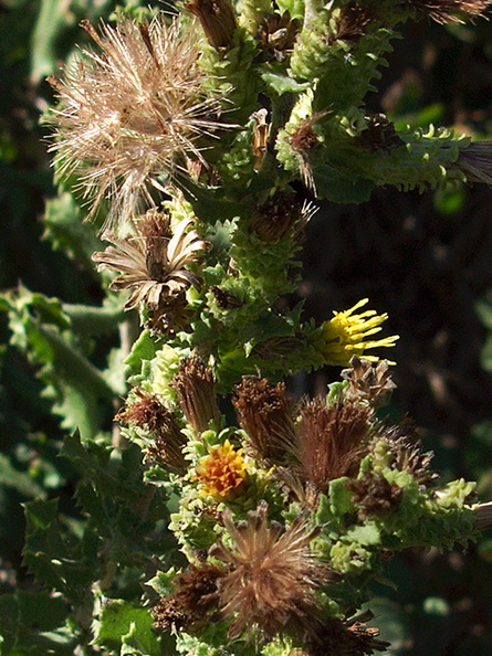 Hazardia-squarrosa-goldenbush-Serrano-Canyon-2011-10-29-IMG_9940.jpg