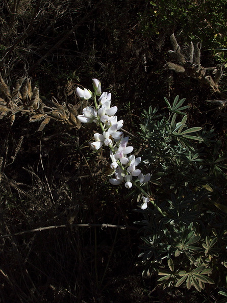 Lupinus-sp-white-lupine-Serrano-Canyon-2011-10-29-IMG_9933.jpg