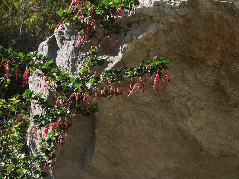 Ribes-speciosum-fuchsia-flowered-gooseberry-Serrano-canyon-trail-2011-01-25-IMG_6936.jpg