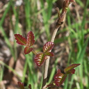 Toxicodendron-diversilobum-poison-oak-young-red-leaves-Serrano-Canyon-2013-02-10-IMG 3517