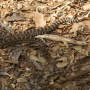Western-rattlesnake-juvenile-Serrano-Canyon-2012-09-09-IMG 2767