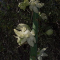 Yucca-whipplei-flower-Serrano-Canyon-2011-05-15-IMG 7935