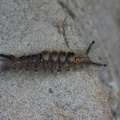 caterpillar-gray-fuzzy-white-spots-Lepidoptera-Serrano-Canyon-2011-05-15-IMG_2127.jpg