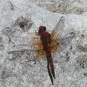 dragonfly-copper-winged-in-streambed-Serrano-Canyon-2011-05-15-IMG 7909