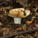 mushroom-white-stem-beige-cap-Serrano-Canyon-2013-02-10-IMG 3521