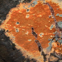 orange-slimemold-on-tree-trunk-Serrano-Canyon-2011-10-29-IMG 3430