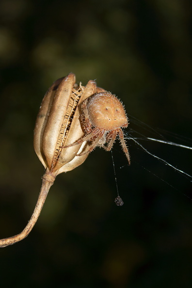 spider-ochre-large-bodied-orb-weaver-Serrano-Canyon-2011-10-29-IMG_3432.jpg