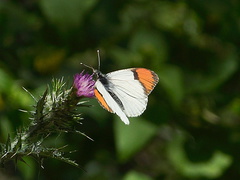 orange-tip-butterfly-Anthocharis-sara-sara-Solstice-Canyon-2011-05-11-IMG 7790