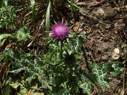 weedy-purple-thistle-Carduus-sp-at-mansion-ruins-Solstice-Canyon-2011-05-11-IMG 7791