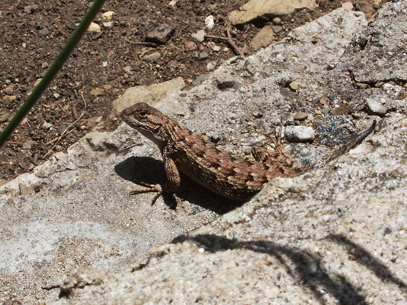 western-fence-lizard-Sceloporus-occidentalis-Solstice-Canyon-2011-05-11-IMG_7829.jpg