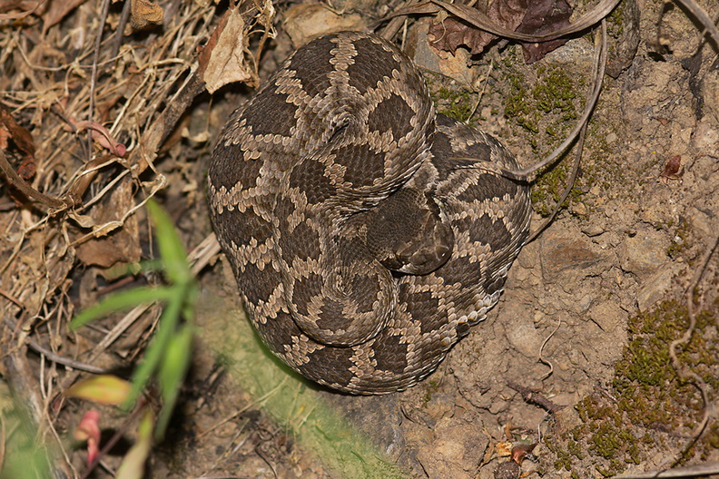 western-rattlesnake-Crotalus-oreganus-Solstice-Canyon-2011-05-11-IMG_2069.jpg