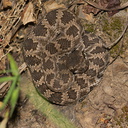 western-rattlesnake-Crotalus-oreganus-Solstice-Canyon-2011-05-11-IMG 2069
