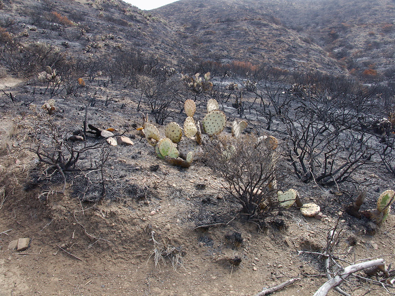 2013-05-09-Opuntia-prickly-pear-still-green-Springs-Fire-Chumash-IMG 0740