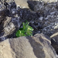 2013-05-26-sprout-emerging-probably-Brickellia-Day23-Chumash-IMG_0901.jpg