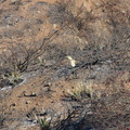 2013-09-05-Yucca-whipplei-flowering-Chumash-IMG_2933.jpg