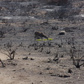 2013-09-13-mule-deer-browsing-on-stump-sprouts-Chumash-IMG_2945.jpg
