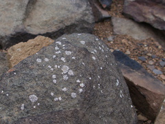 2013-11-29-new-lichens-on-rocks-Chumash-IMG 3076