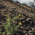 2014-02-25-Isomeris-arborea-bladderpod-blooming-Chumash-Trail-IMG_3209.jpg