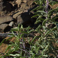 2014-02-25-Isomeris-arborea-bladderpod-young-plant-purple-stems-Chumash-Trail-IMG_3230.jpg