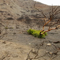 2014-02-27-Rhus-integrifolia-stump-sprout-Chumash-Trail-IMG_3267.jpg