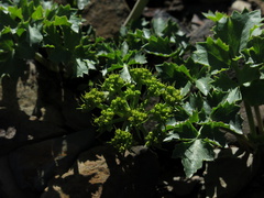 2014-03-11-Lomatium-lucidum-flowering-Chumash-Trail-IMG 3341
