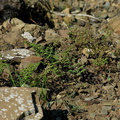 2014-03-11-Lotus-scoparius-deerweed-and-other-plants-after-rain-Chumash-Trail-IMG_3356.jpg