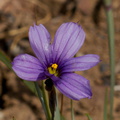 Sisyrinchium-bellum-blue-eyed-grass-Pt-Mugu-2014-05-19-IMG_3704.jpg