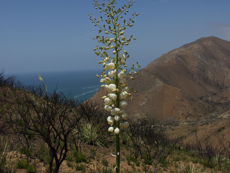 Yucca-whipplei-flowering-Pt-Mugu-2014-05-19-IMG_3795.jpg