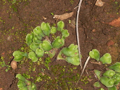 Asterella-sp-thallose-liverwort-Triunfo-Canyon-2012-12-19-IMG 7000
