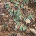 Riccia-sp-thallose-liverwort-Triunfo-Canyon-2012-12-19-IMG_7013.jpg